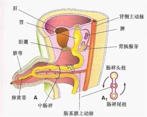 广州代生小孩安全吗:广州助代怀孕包性别:怀孕