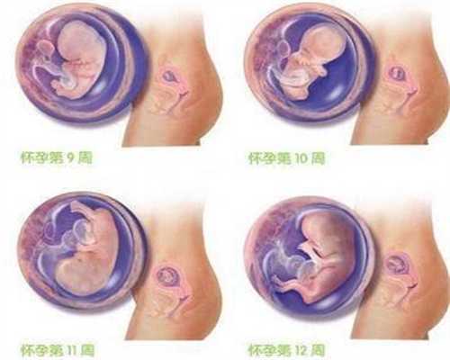 广州代孕有什么风险:孕妇能不能吃地马玲菜