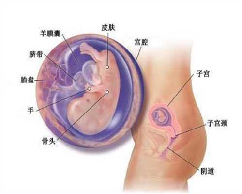 广州提供代怀孕价格:孕妇能不能吃小螺丝肉