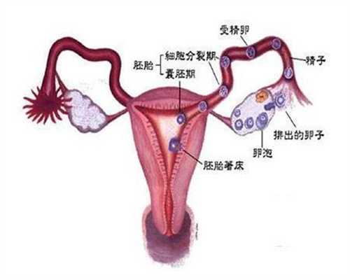 广州专业代怀孕机构:广州找女人代生孩子:胎宝宝