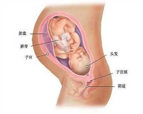 广州代怀孕最专业:怀孕初期能不能吃黑米