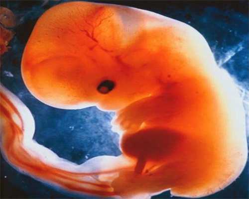 广州高薪代怀孕机构:泰国试管婴儿胚胎移植后，