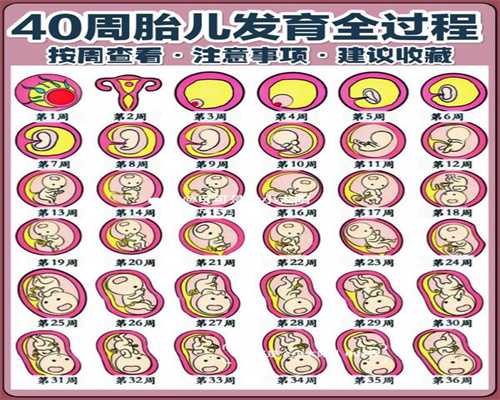 广州代怀孕包出生:日本临床试验证明染色体异常的胚胎高达7成