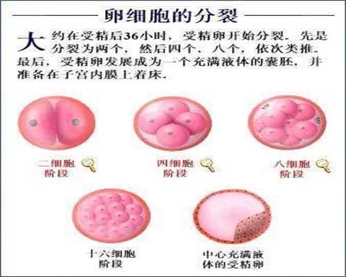 广州想帮人家代怀孕:高质量的卵子有助于孕育 俄罗斯试管婴儿如何提高卵子质