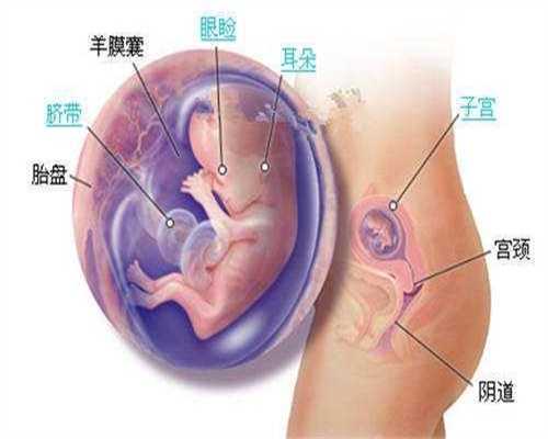 广州试管代孕哪个国家合法_广州可代孕的志愿者