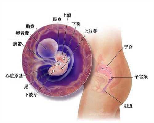 广州国内可以供卵试管吗_广州国内那里有靠谱代孕