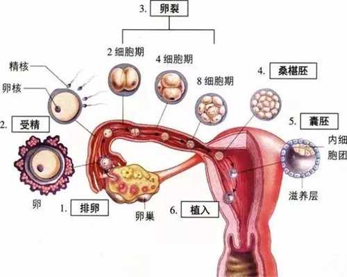 广州生殖医院排名_广州代孕包性别